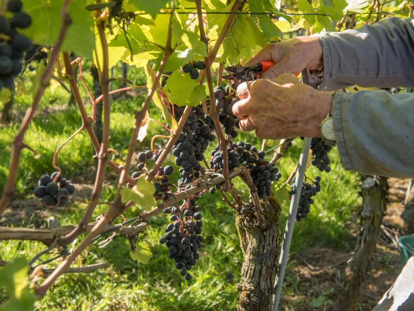 Schaffhauser Blauburgunderland