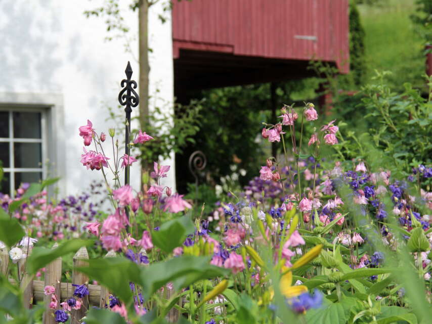 Gartenpfad Osterfingen. Garten in Osterfingen mit blühende Blumen in bunten Farben.