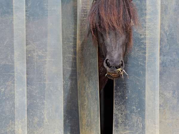 Islandpferdehof Klettgaublick