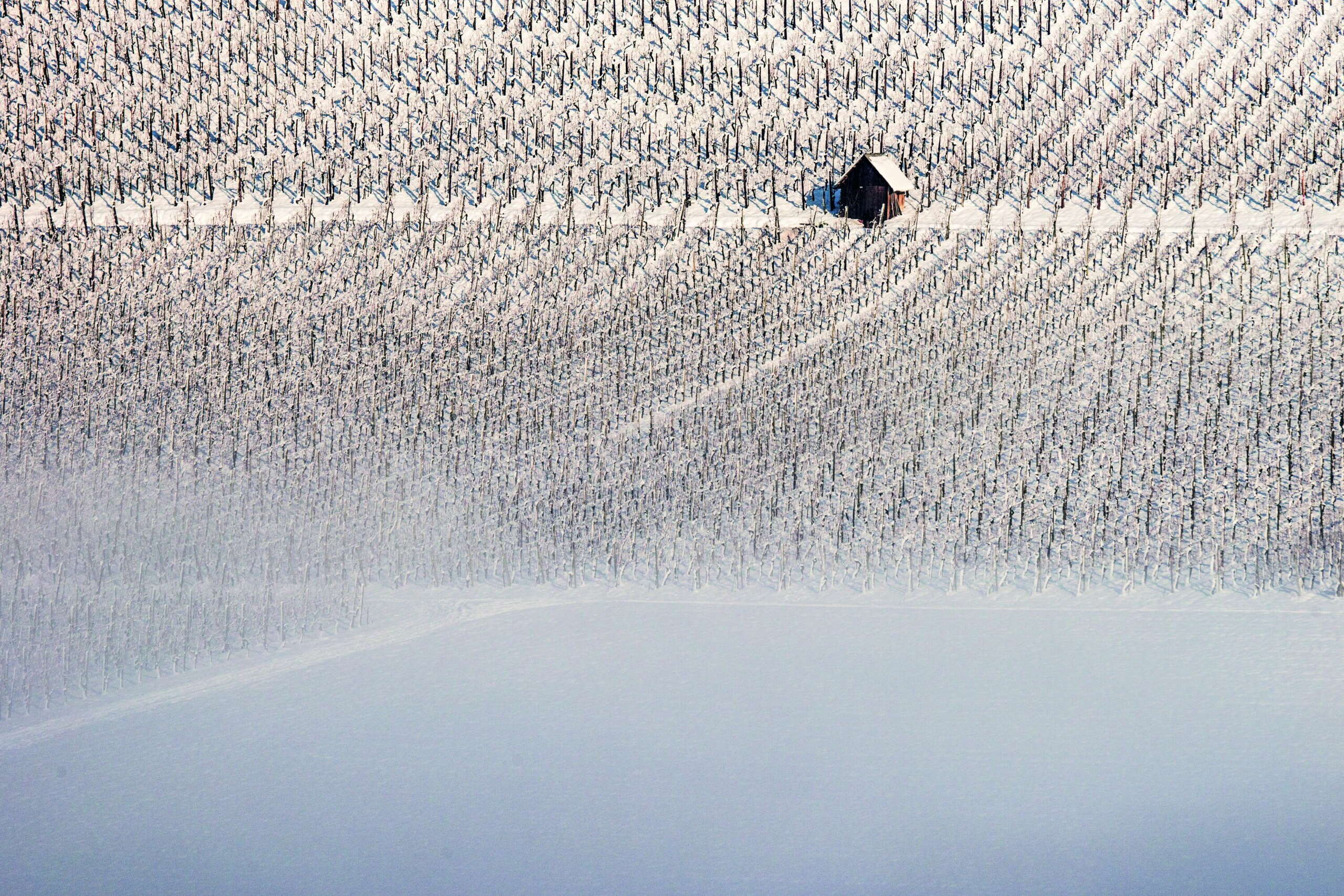 Schneebedeckte Reben in Wilchingen mit Rabhäuschen