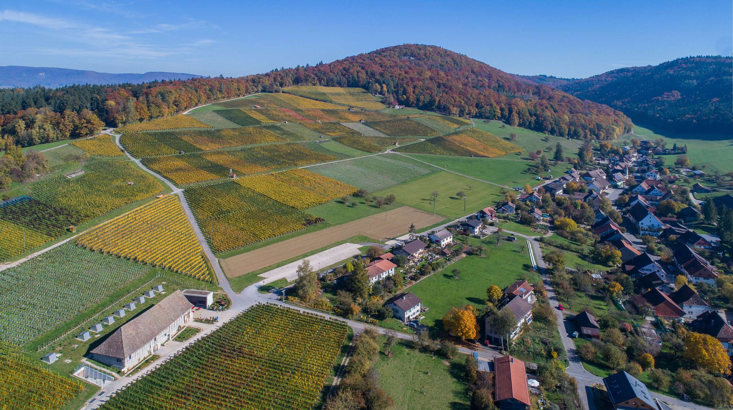 Luftaufnahme von Osterfingen im Herbst mit Rebhang und Bergtrotte.